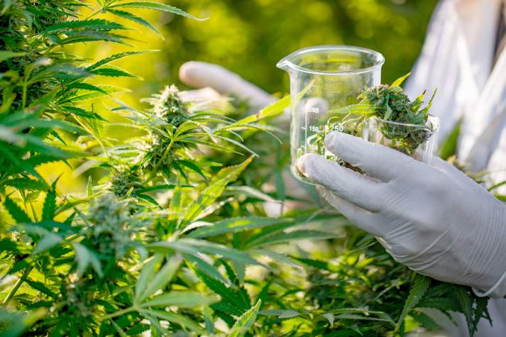 Cannabis : l’ANRAC a délivré 2905 autorisations jusqu’au 23 avril, contre 609 en 2023